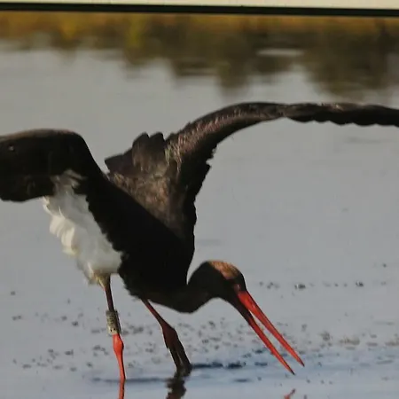 Rural Puerta De Monfrague Villarreal de San Carlos