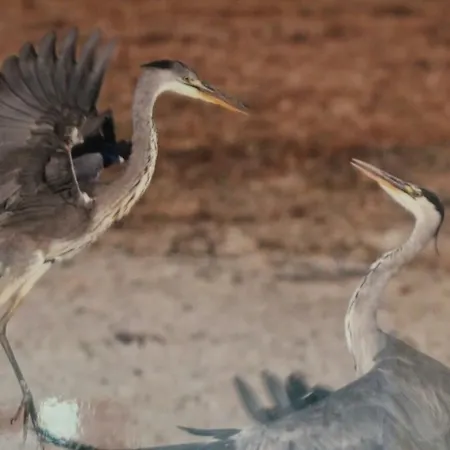 Rural Puerta De Monfrague Villarreal de San Carlos