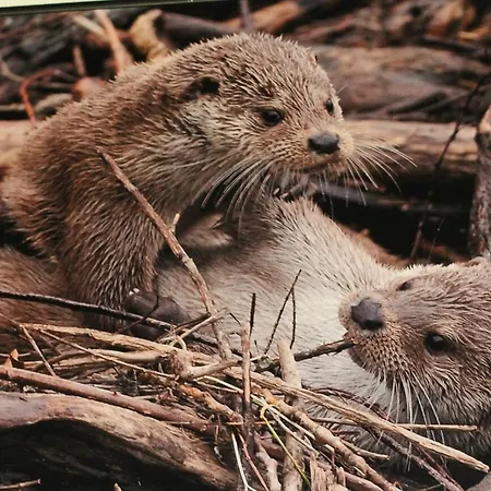 Rural Puerta De Monfrague Villarreal de San Carlos