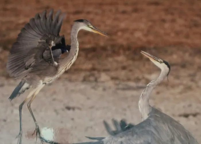 Rural Puerta De Monfragüe Villarreal de San Carlos