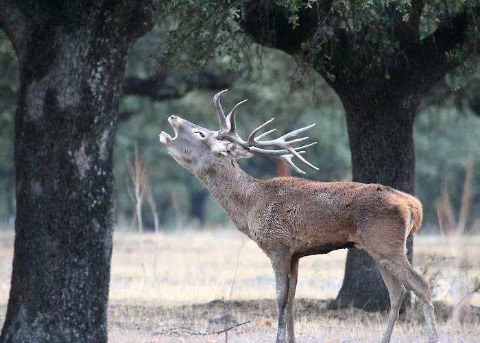 Hotel Rural Puerta De Monfragüe
